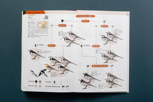 中国鸟类观察手册：800余种野外鸟鸣声，4000余幅科学插画，中国鸟类行为动物科普图鉴 商品图7