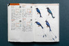 中国鸟类观察手册：800余种野外鸟鸣声，4000余幅科学插画，中国鸟类行为动物科普图鉴 商品缩略图6