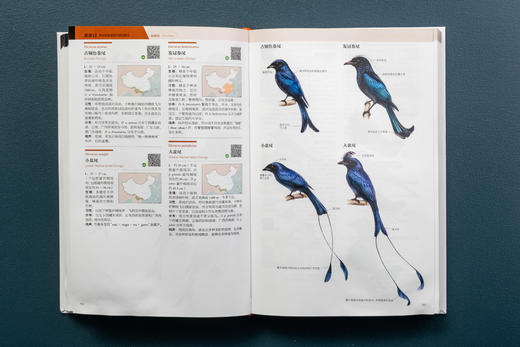 中国鸟类观察手册：800余种野外鸟鸣声，4000余幅科学插画，中国鸟类行为动物科普图鉴 商品图6