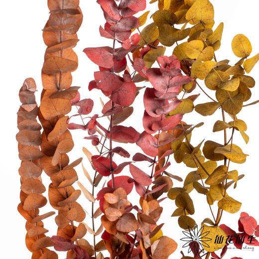 永生花材 | 大叶尤加利秋色 商品图4