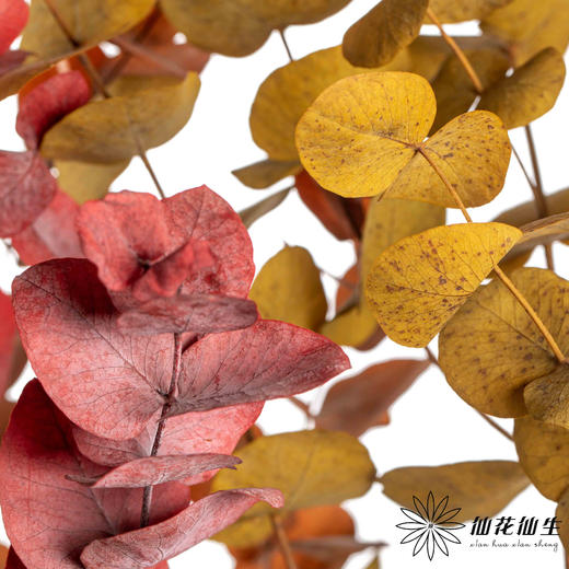 永生花材 | 大叶尤加利秋色 商品图0