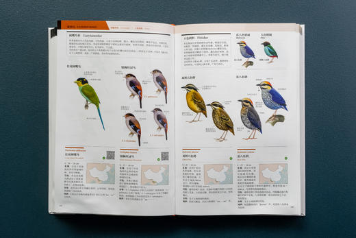 中国鸟类观察手册：800余种野外鸟鸣声，4000余幅科学插画，中国鸟类行为动物科普图鉴 商品图5