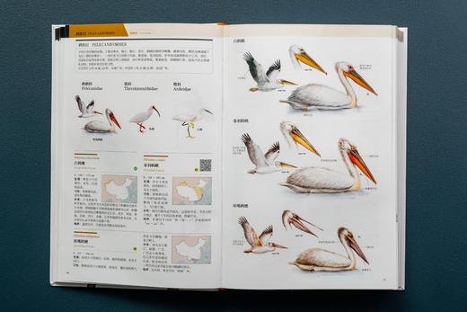 中国鸟类观察手册：800余种野外鸟鸣声，4000余幅科学插画，中国鸟类行为动物科普图鉴 商品图4