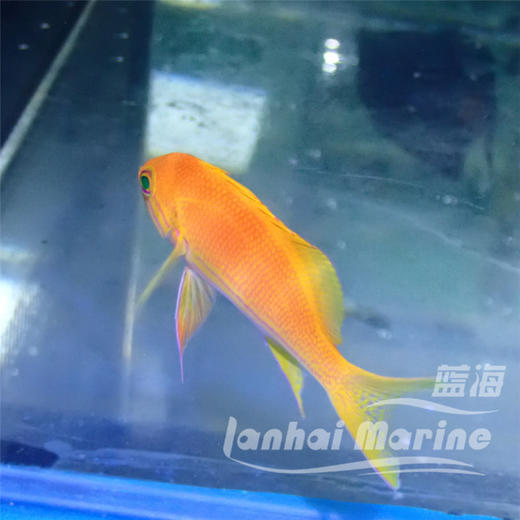 黄印/紫印母 商品图6