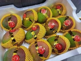 苹果芒活动价10元3个