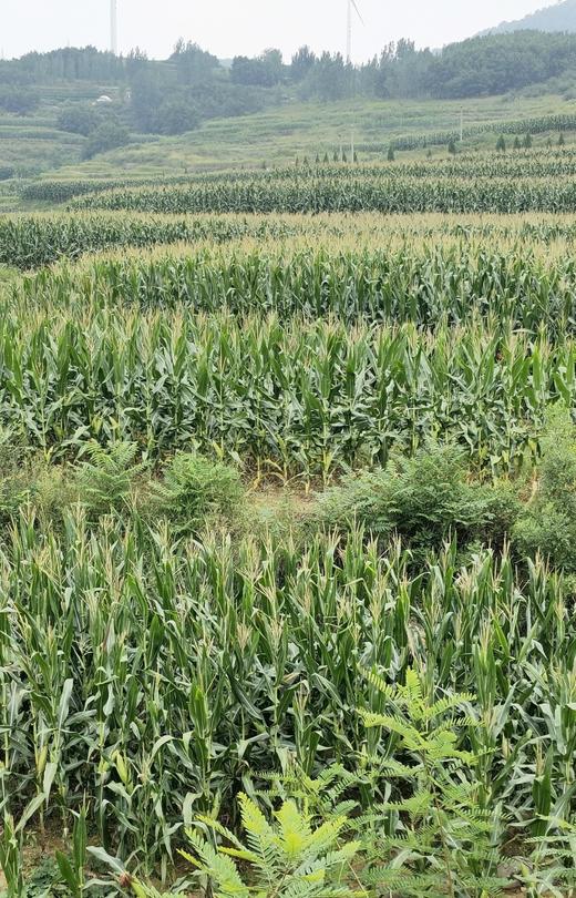 碧夏山庄玉米糁 商品图4