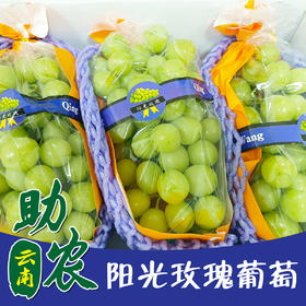 【云南】阳光玫瑰葡萄礼盒（回味有淡香，颗颗果饱满）