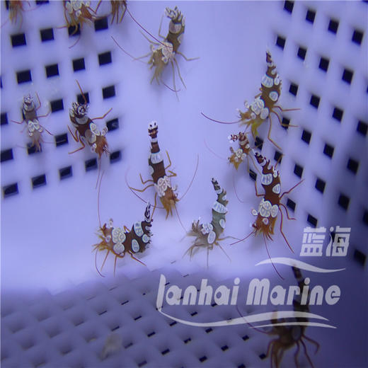 性感虾 商品图2