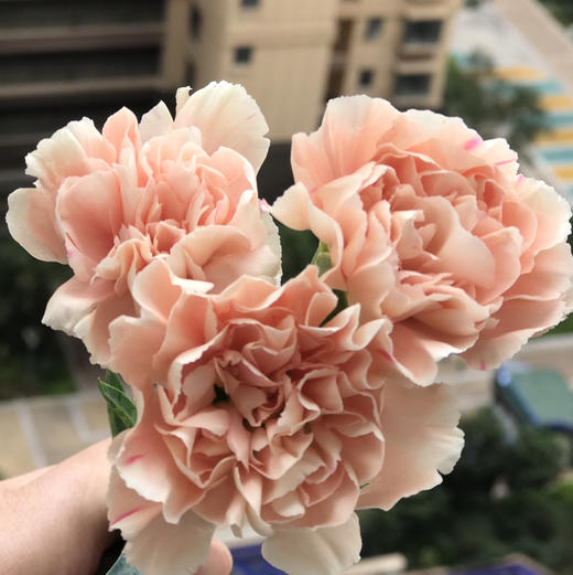 康乃馨.初吻 商品图2