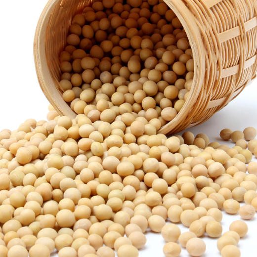 有机大豆 Organic Soybean 商品图2