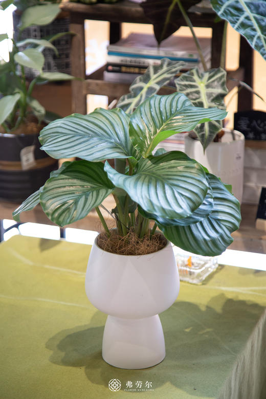 白圆盆高脚-青苹果竹芋 商品图0