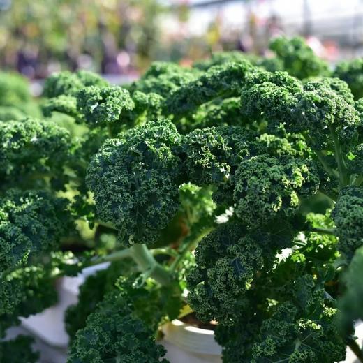 ⁴ 88元/60包【喜善花房羽衣甘蓝粉30包装】YC04-CRMM-XSHF 商品图4