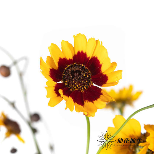 配花 | 金鸡菊 商品图0