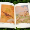 《走，去野外(全4册)》24次有趣的自然漫步之旅， 7大自然主题，200+ 自然科学知识点，16幅精美手绘博物学插画，英国“童书女王”写给孩子的自然观察故事书 商品缩略图5