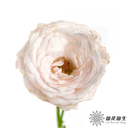 多头玫瑰 | 仙子之吻 商品图4