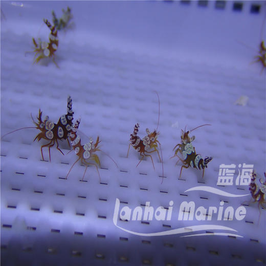 性感虾 商品图1