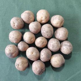 小小土豆（乒乓球大小）