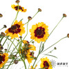 配花 | 金鸡菊 商品缩略图1