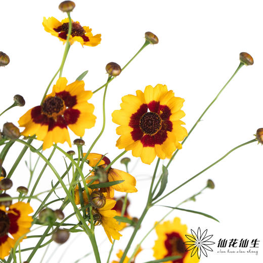 配花 | 金鸡菊 商品图1