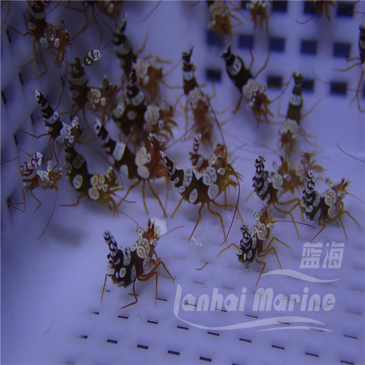 性感虾 商品图9