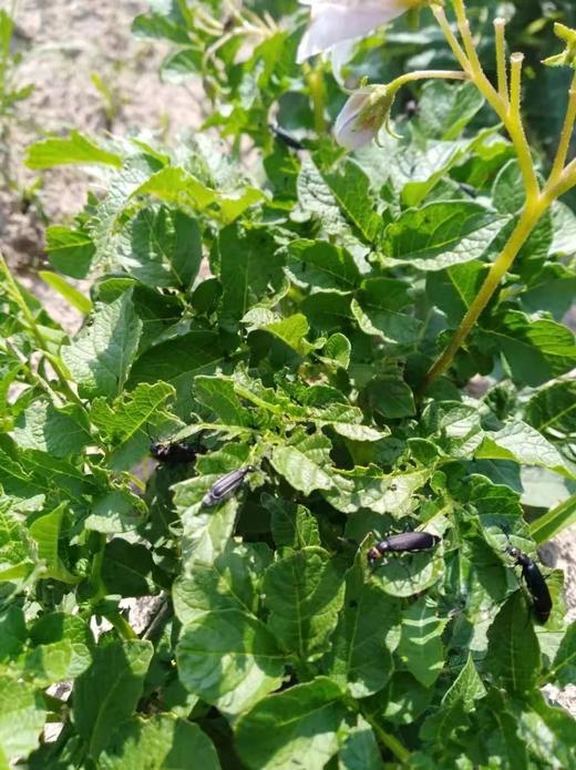 黄皮黄心土豆、红皮白心土豆 、紫皮紫心土豆，沙香糯面，通过571农残检测！ 源头蔬 商品图8