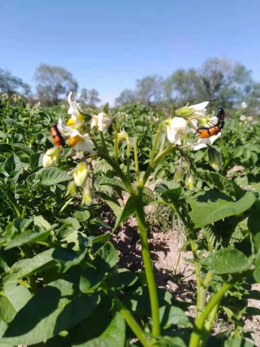 黄皮黄心土豆、红皮白心土豆 、紫皮紫心土豆，沙香糯面，通过571农残检测！ 源头蔬 商品图9