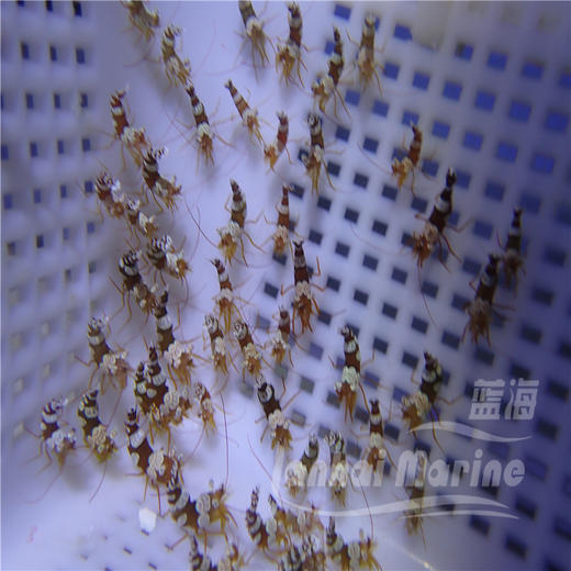 性感虾 商品图7