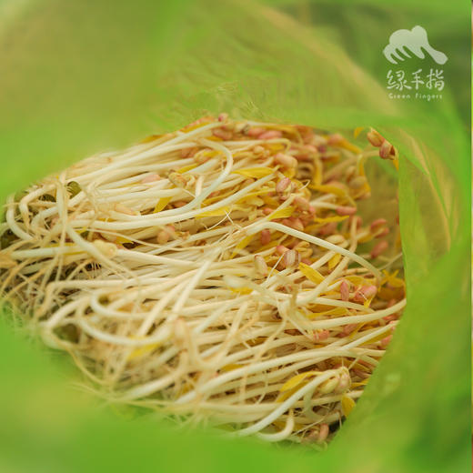 生态绿豆芽 | 绿家自产* Eco- mung bean sprouts | Self-production 商品图2