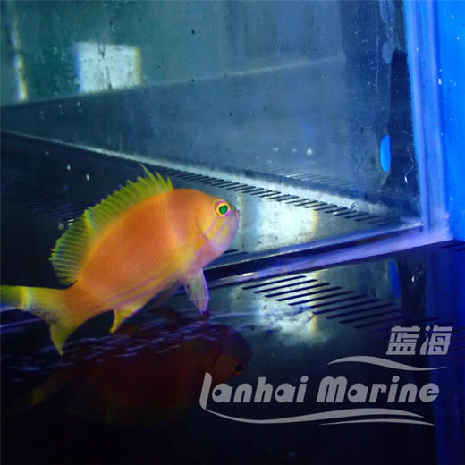 黄印/紫印母 商品图3