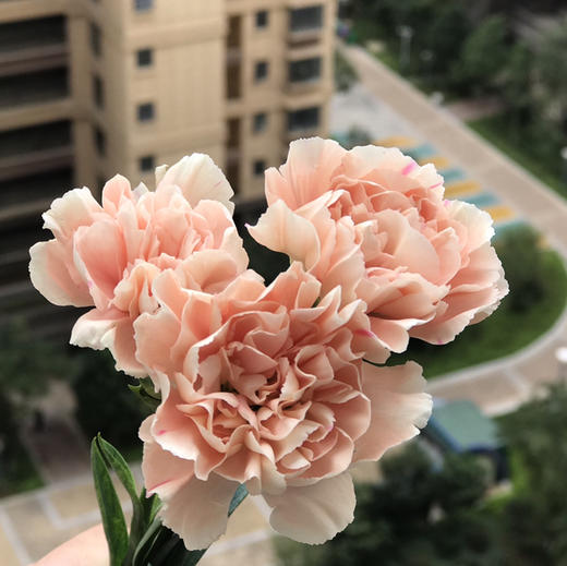 康乃馨.初吻 商品图3