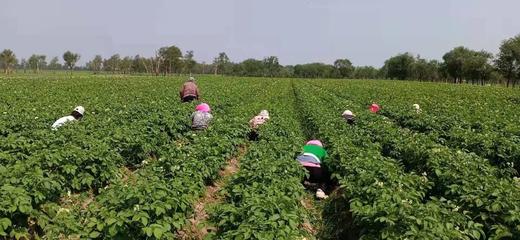 黄皮黄心土豆、红皮白心土豆 、紫皮紫心土豆，沙香糯面，通过571农残检测！ 源头蔬 商品图12
