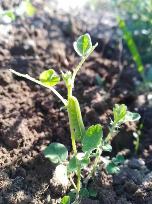 黄皮黄心土豆、红皮白心土豆 、紫皮紫心土豆，沙香糯面，通过571农残检测！ 源头蔬 商品图11