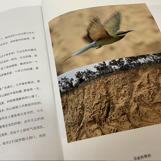 【油麻菜·新书】《林中来客》在自然中寻找与回归，一本温暖有趣有力的书（签名版预购） 商品图2