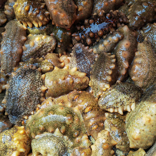 【长岛野生优质拉缸盐海参】圈海五年未动 天然生态海域！拉缸盐半湿海参 可泡发三倍以上 商品图3