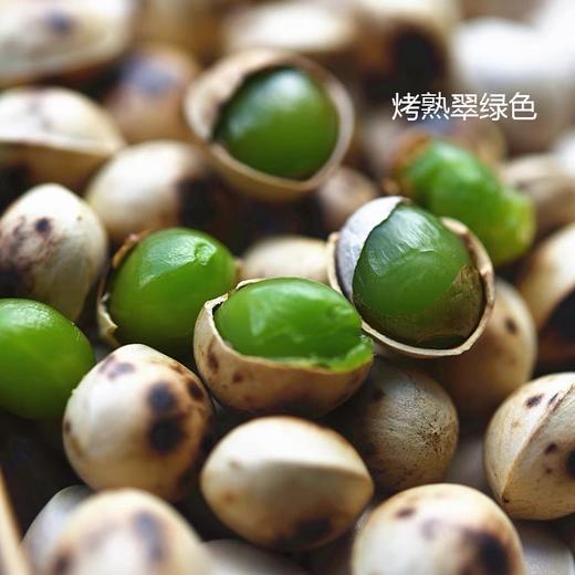 【百年老树 翡翠绿心银杏】2026产季 腾冲银杏村百年老树 绿心糯银杏 商品图1