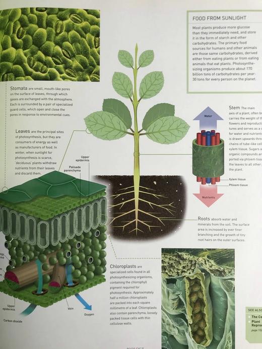 科学权威指南 数百幅彩色插图 精装8开 商品图5
