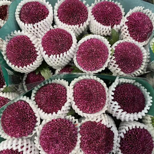 国产草花-【乒乓菊】 商品图3