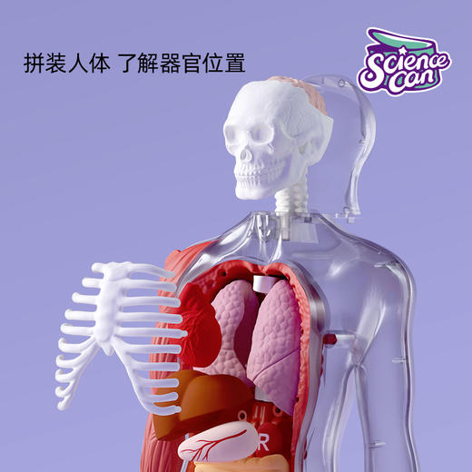 科学罐头人体解剖模型器官可拆卸儿童教学玩具我们的身体语音百科（3岁以上） 商品图2