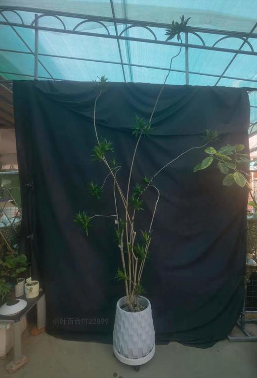 小叶百合竹 商品图0