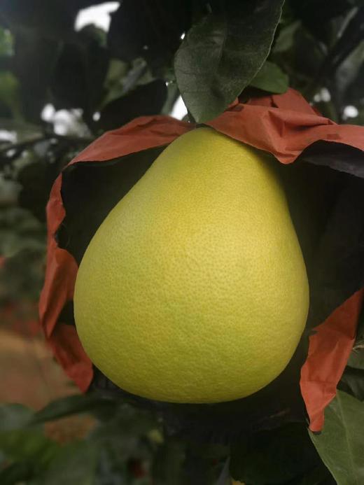 井冈蜜柚-金兰柚 商品图4