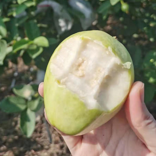 奶油芭乐 （72小时内发货） 商品图8