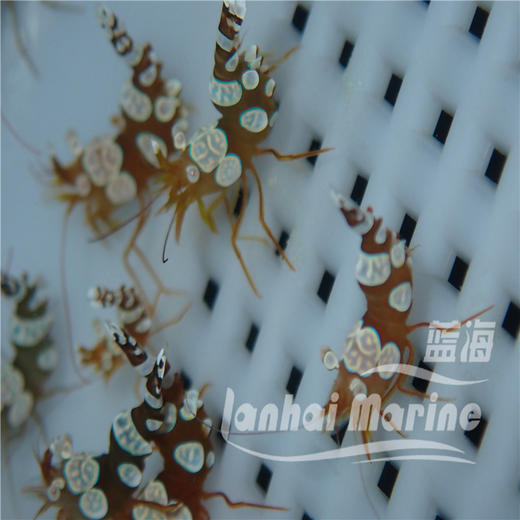 性感虾 商品图6