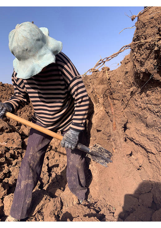 【2026年现挖】生鲜24小时内售后！河南焦作温县正宗垆土铁棍山药粉糯 5斤/箱(圆通/德邦，运输导致少量断根，不影响食用，不作售后) 商品图9