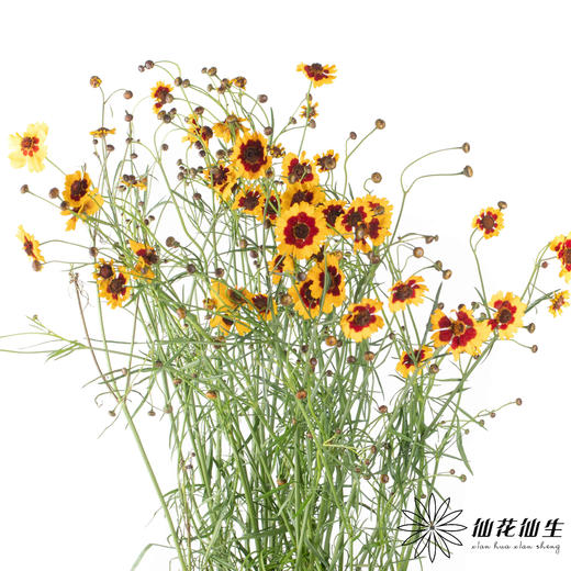 配花 | 金鸡菊 商品图4