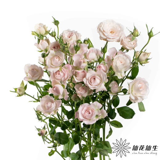 多头玫瑰 | 仙子之吻 商品图3