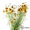 配花 | 金鸡菊 商品缩略图3