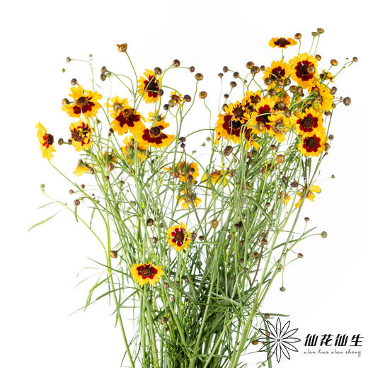 配花 | 金鸡菊 商品图3