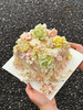 「珠光宝盒」奶油霜裱花蛋糕（水果默认火芒）提前一天预定 商品缩略图1