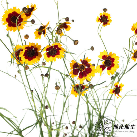 配花 | 金鸡菊 商品图2