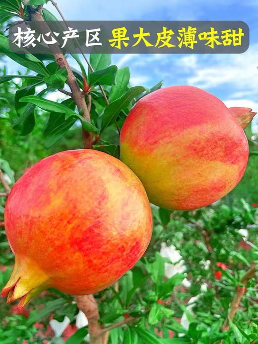 云南突尼斯软籽大石榴（6个装）5斤 商品图2